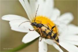<p>TESAŘÍK SKVRNITÝ (Leptura maculata) --- /Spotted longhorn – Gefleckter Schmalbock/</p>
